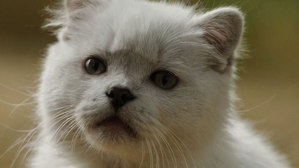 娱乐圈男明星互撕现场引热议，吃瓜君猫现场“吃瓜”揭秘明星宠物的特殊能力